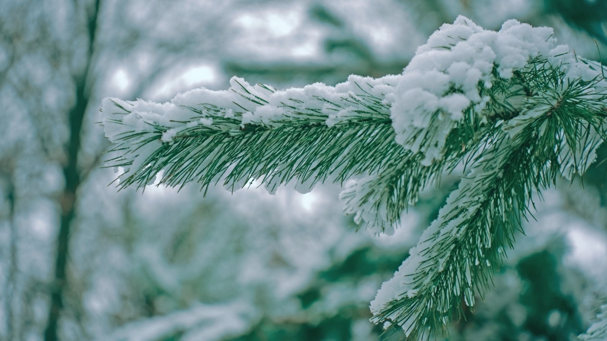 Светлана Мулыкина📷
