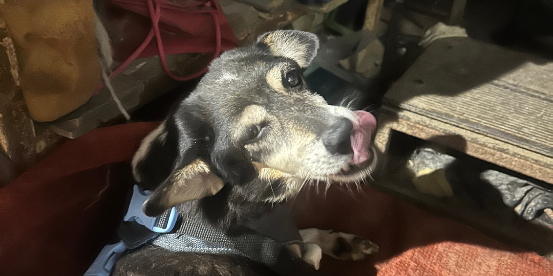 Сказки от Баси / Глава 60