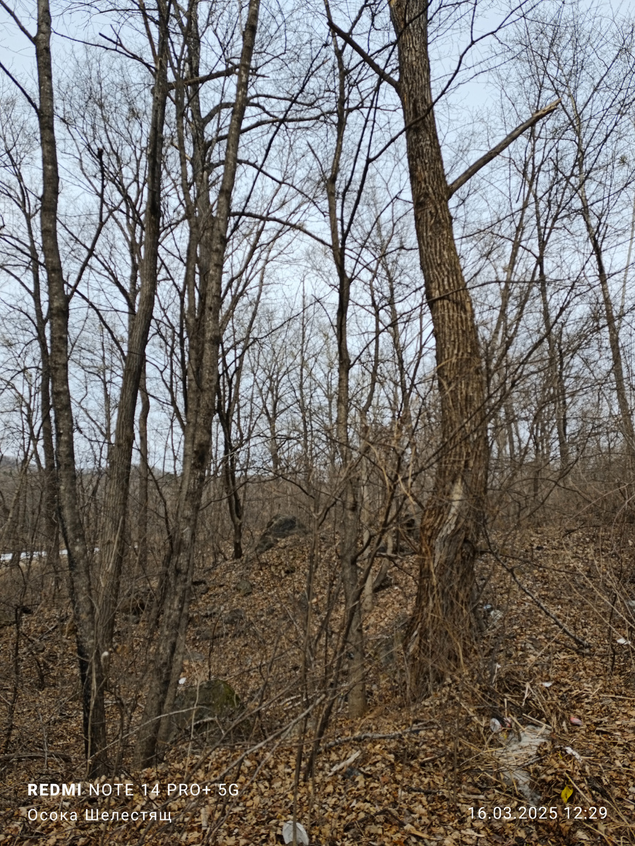 Долина реки Вангоу. Заповедник имени Капланова. Лазовский район. Приморский край.