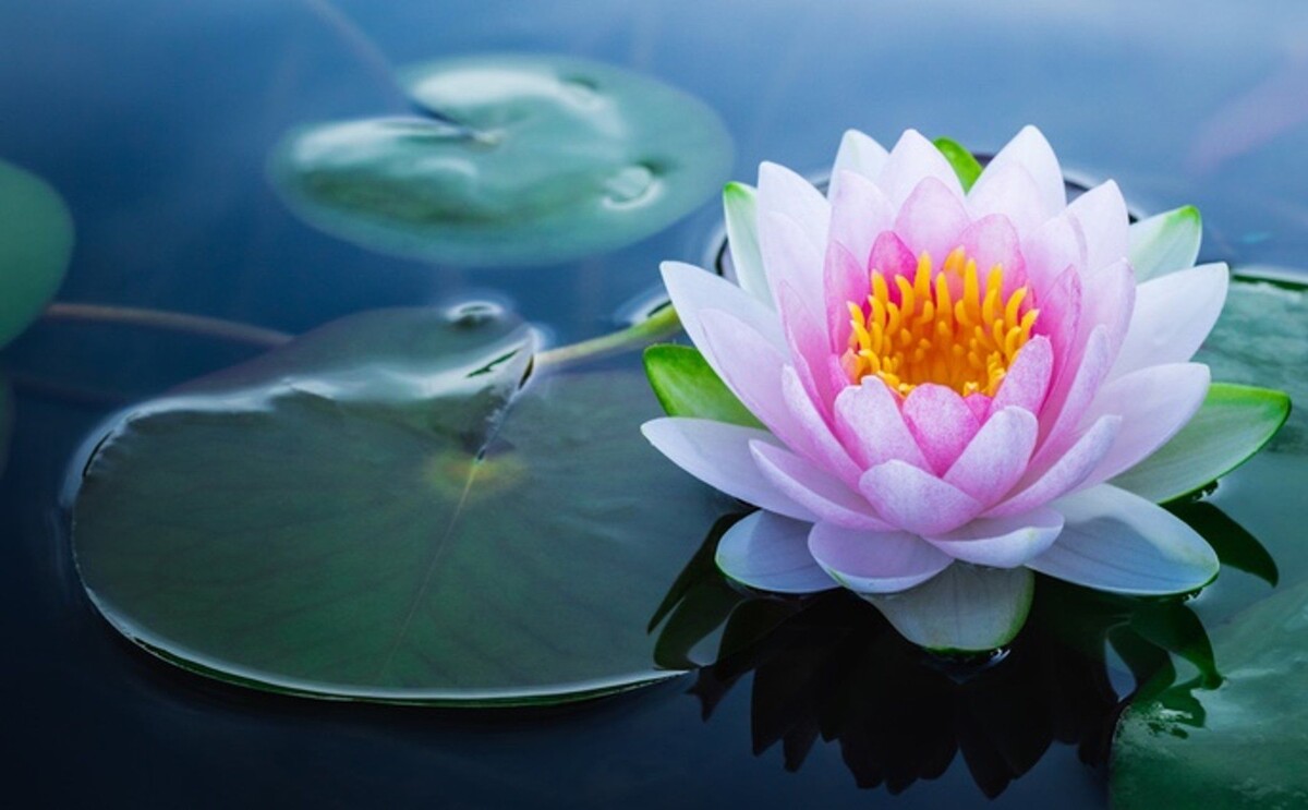 Чистота среди грязи: лотос растёт в болотах, но остаётся безупречно красивым!