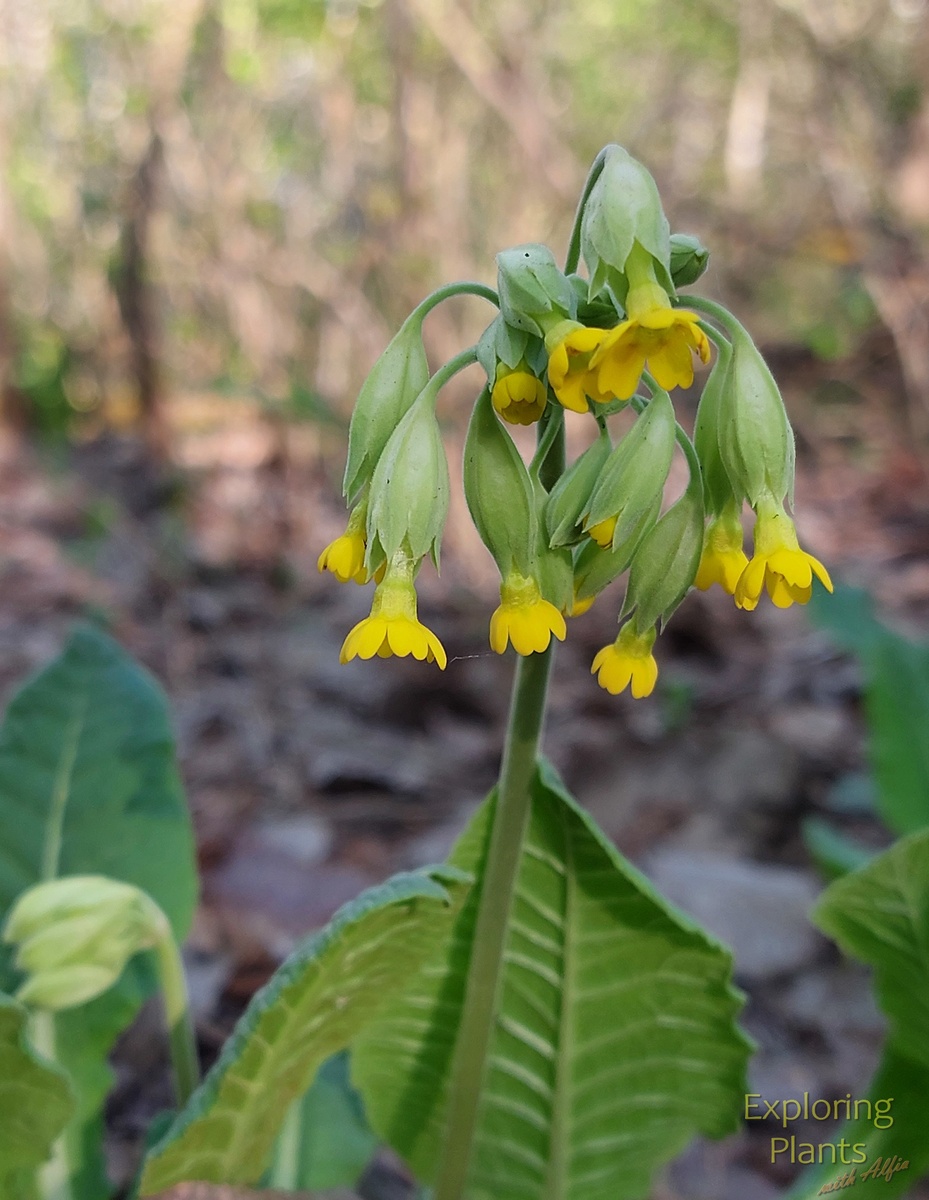 Желтые цветы первоцвета весеннего (Primula veris L.) похожи на связку ключей, поэтому их называют золотыми ключиками. Согласно скандинавским поверьям богиня Любви и Плодородия Фрейя (Freyja) открывает золотыми ключиками двери в лето.