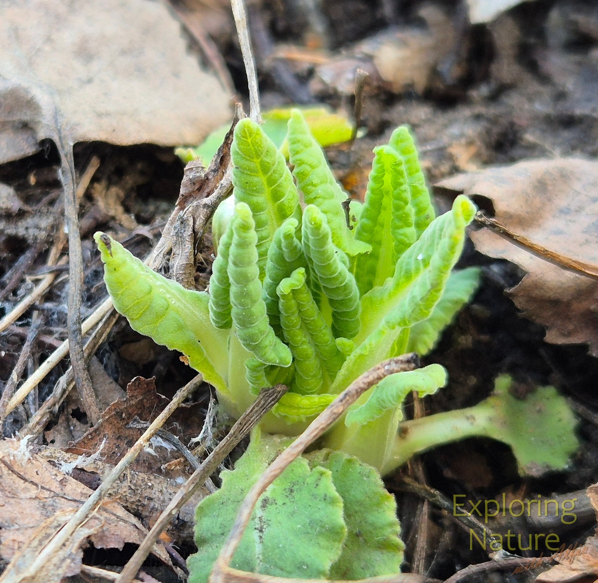 Молодые листья первоцвета весеннего – «баранчики». Фотография сделана в ООПТ «Русско-немецкая Швейцария», г.Казань, 03.04.2025