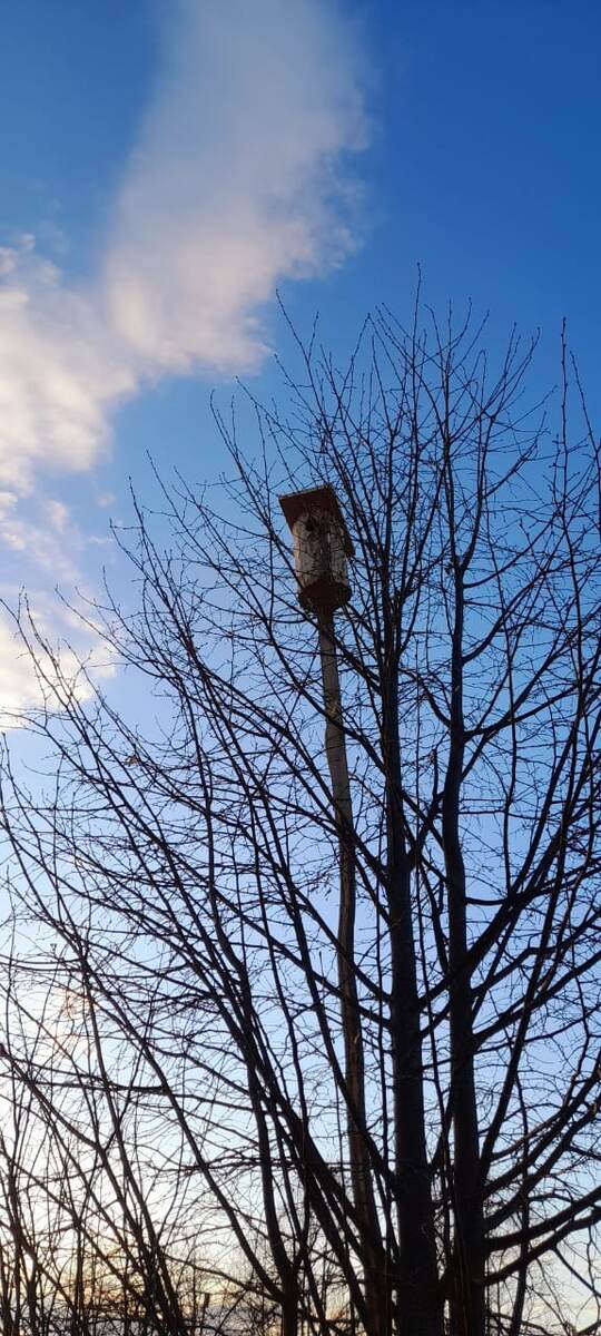 Скоро наполнятся голосами скворечники! Как я жду этой поры!)))