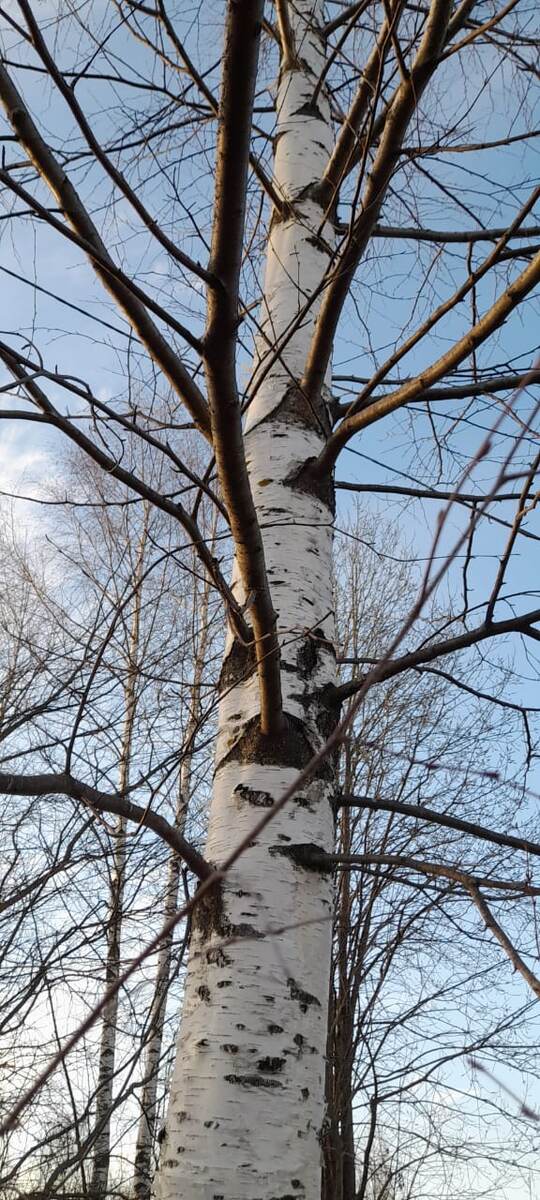 А вы будете в этом году берёзовку ставить?