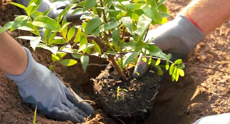    Какие плодовые сажают весной и как не ошибиться с саженцем: советы от экспертов ЦОК АПК