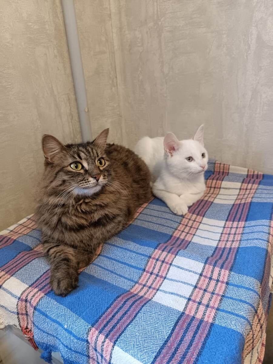 Кошка Семечка и котёнок Пончик