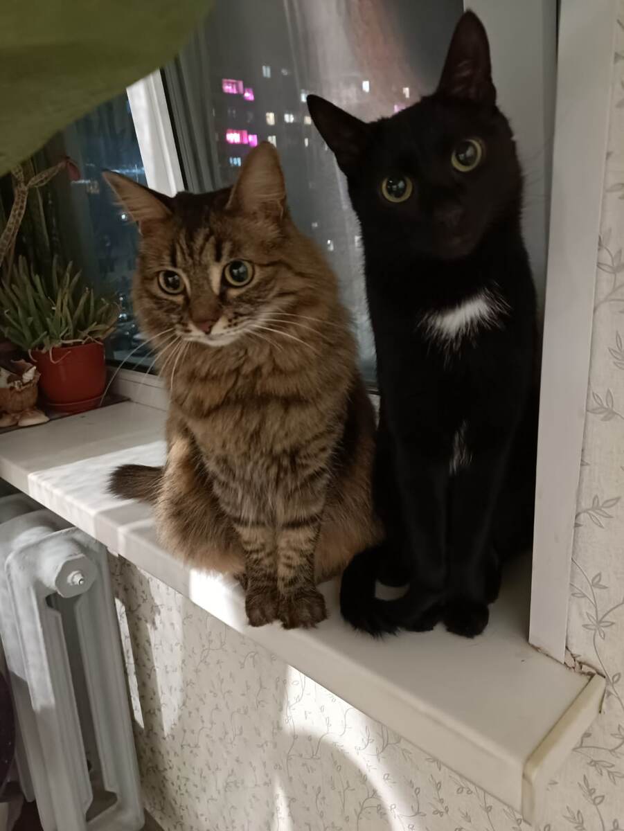 Кошка Семечка и кот Сникерс