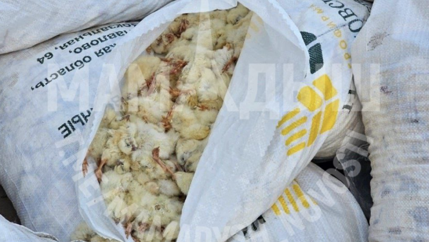    Фото: телеграм-канал "Мамадыш"