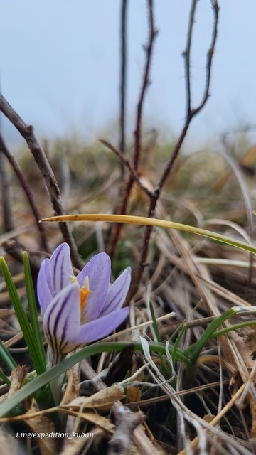 Весна проснулась 