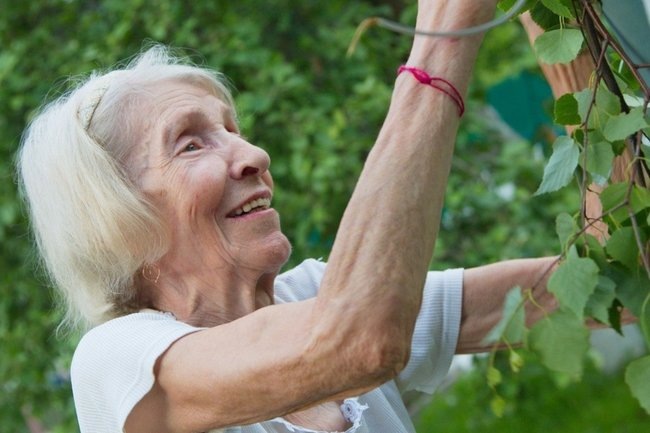    Cад урожай огород дача