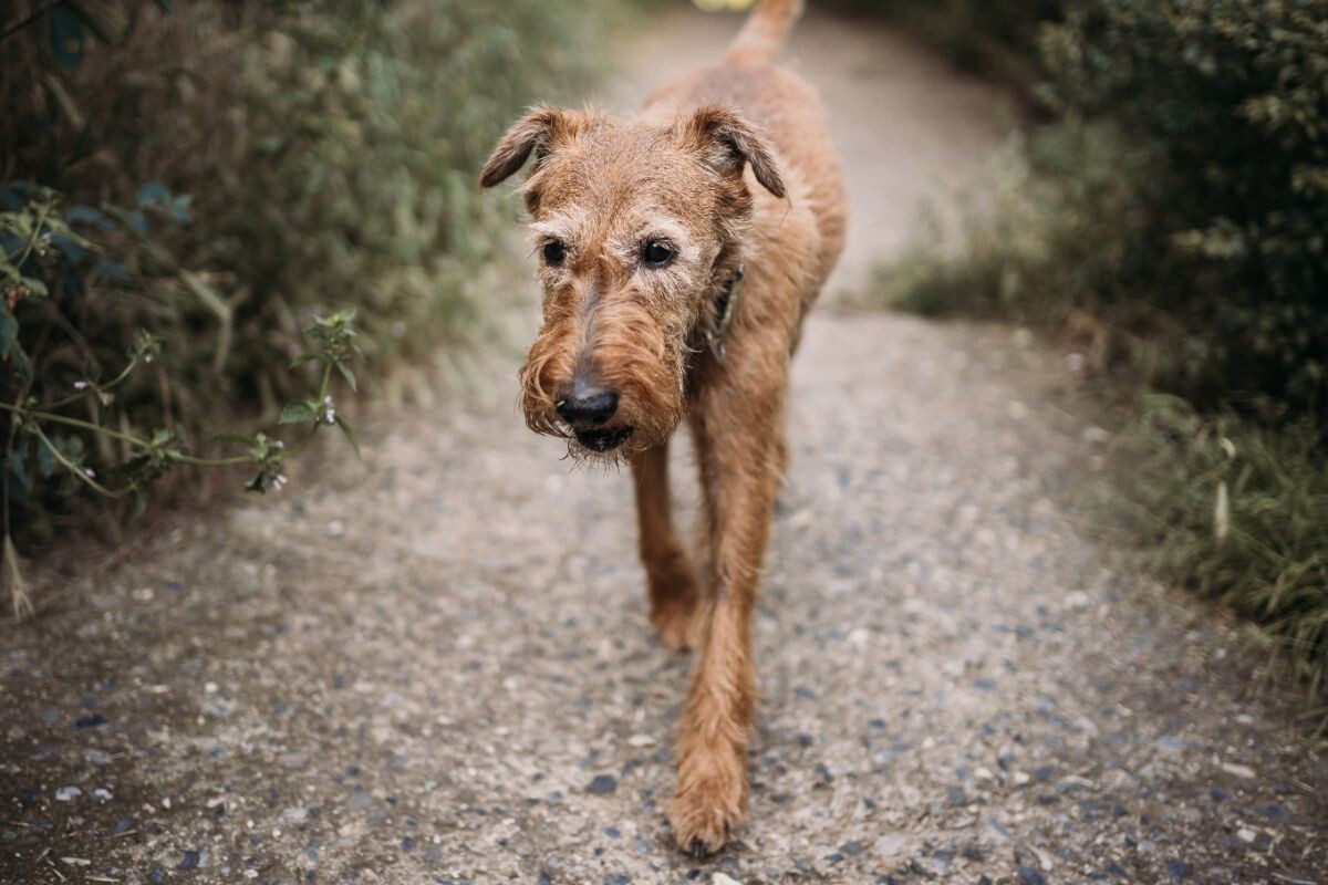 Собака гуляет 