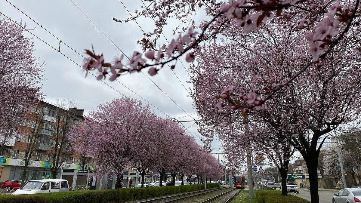    фото: телеканал «Краснодар»