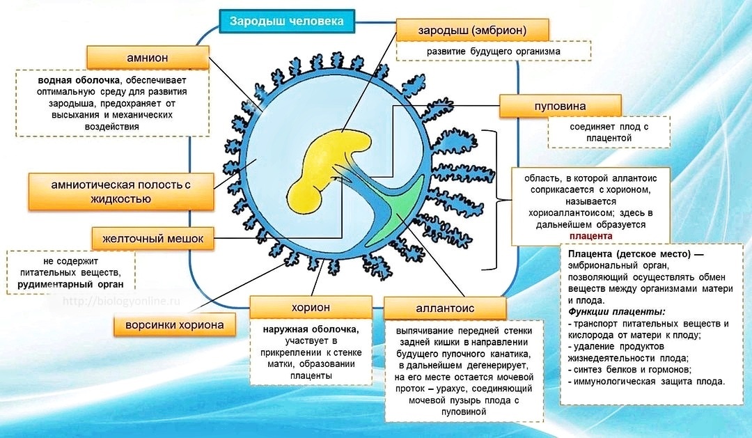 Строение зародышевых оболочек в норме