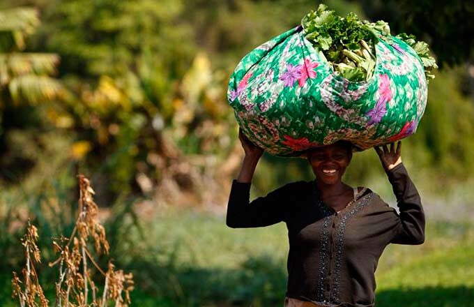 Выращивание какао-бобов - тяжелый труд.