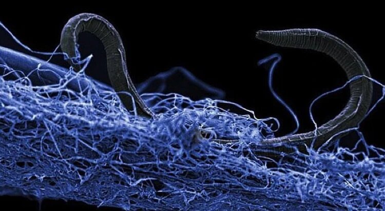 Нематоды из подземного мира.