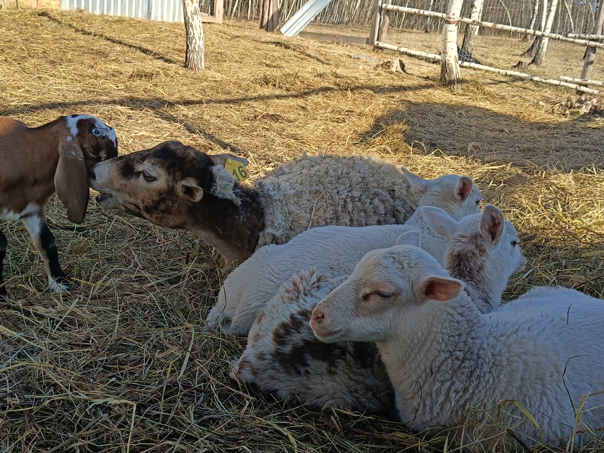 Еще и козлёнка успевает поняньчить