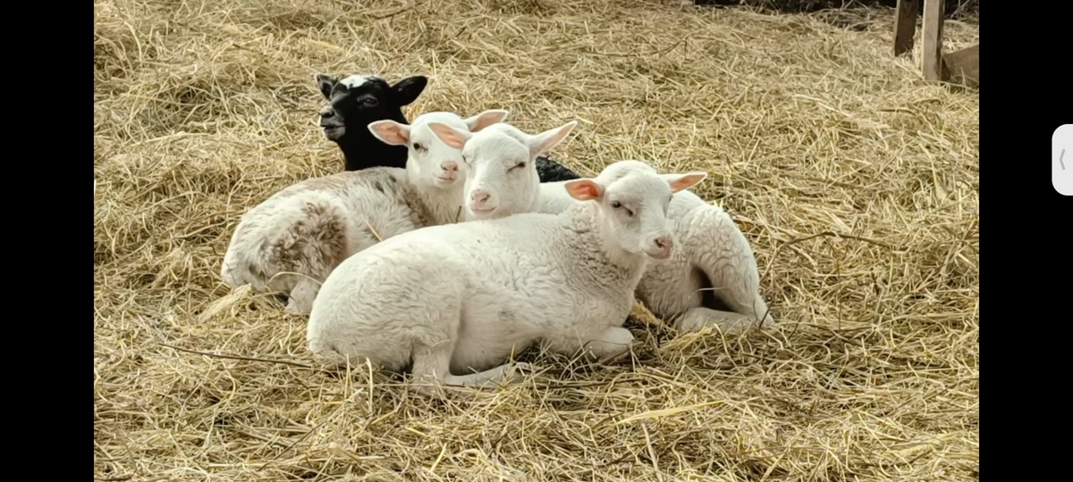 Спиногрызы