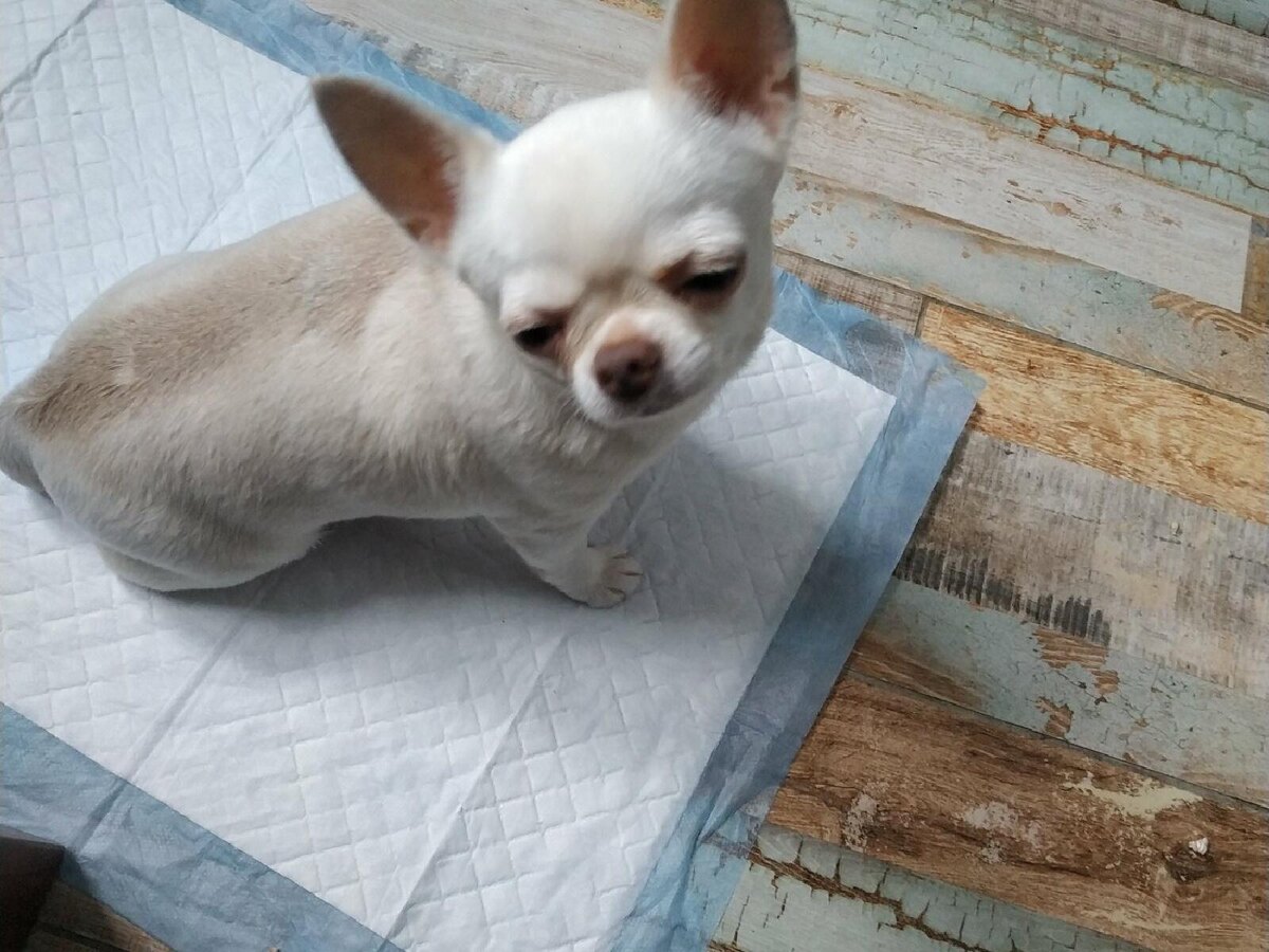 Фото автора.