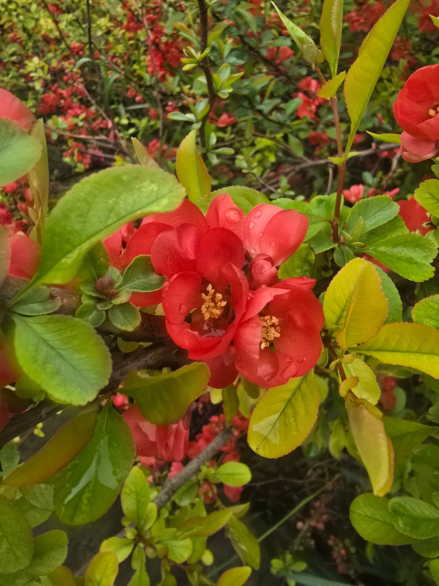 Айва японская. Фото автора