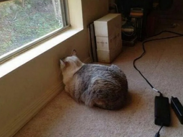 Кошка подпирает лбом стену – тревожный сигнал, а не повод для шуток