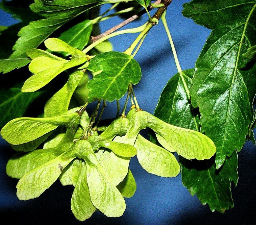 Фото с просторов всемирной паутины.