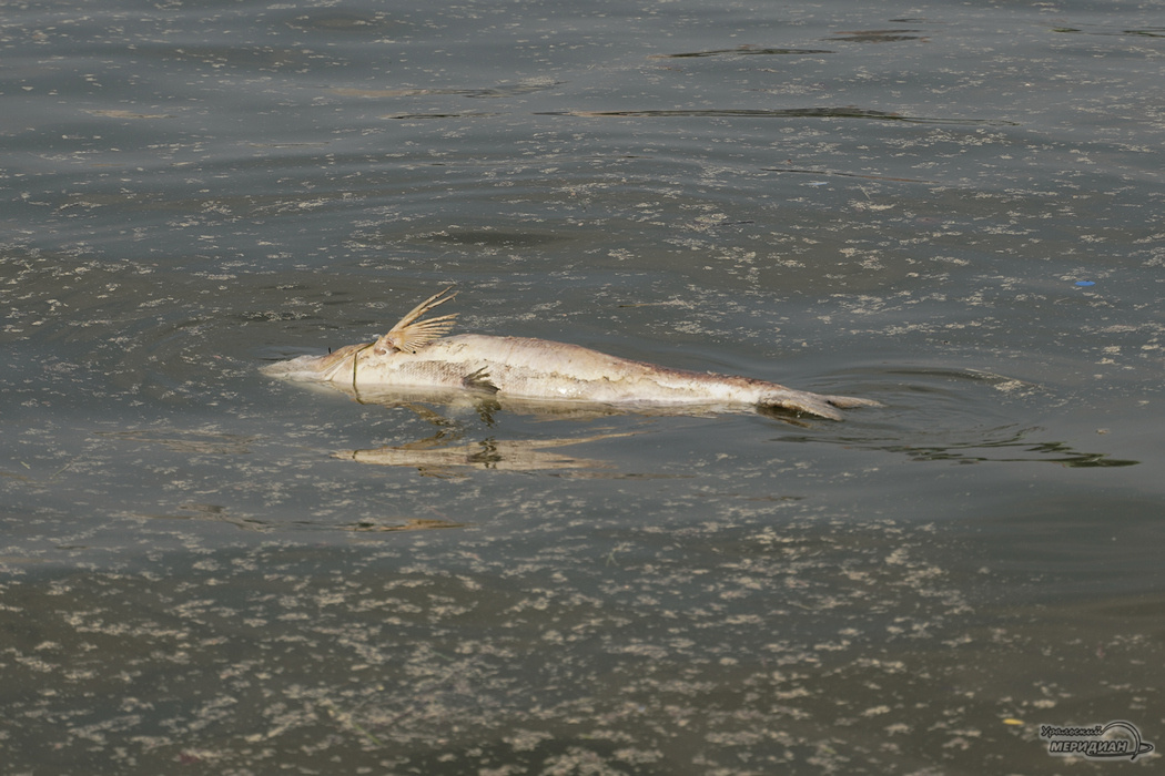    Фото: Лидия Аникина © ИА «Уральский меридиан»