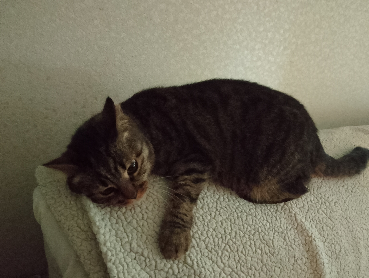 Подмосковный котэ как бы затаился перед нападением. Фото автора