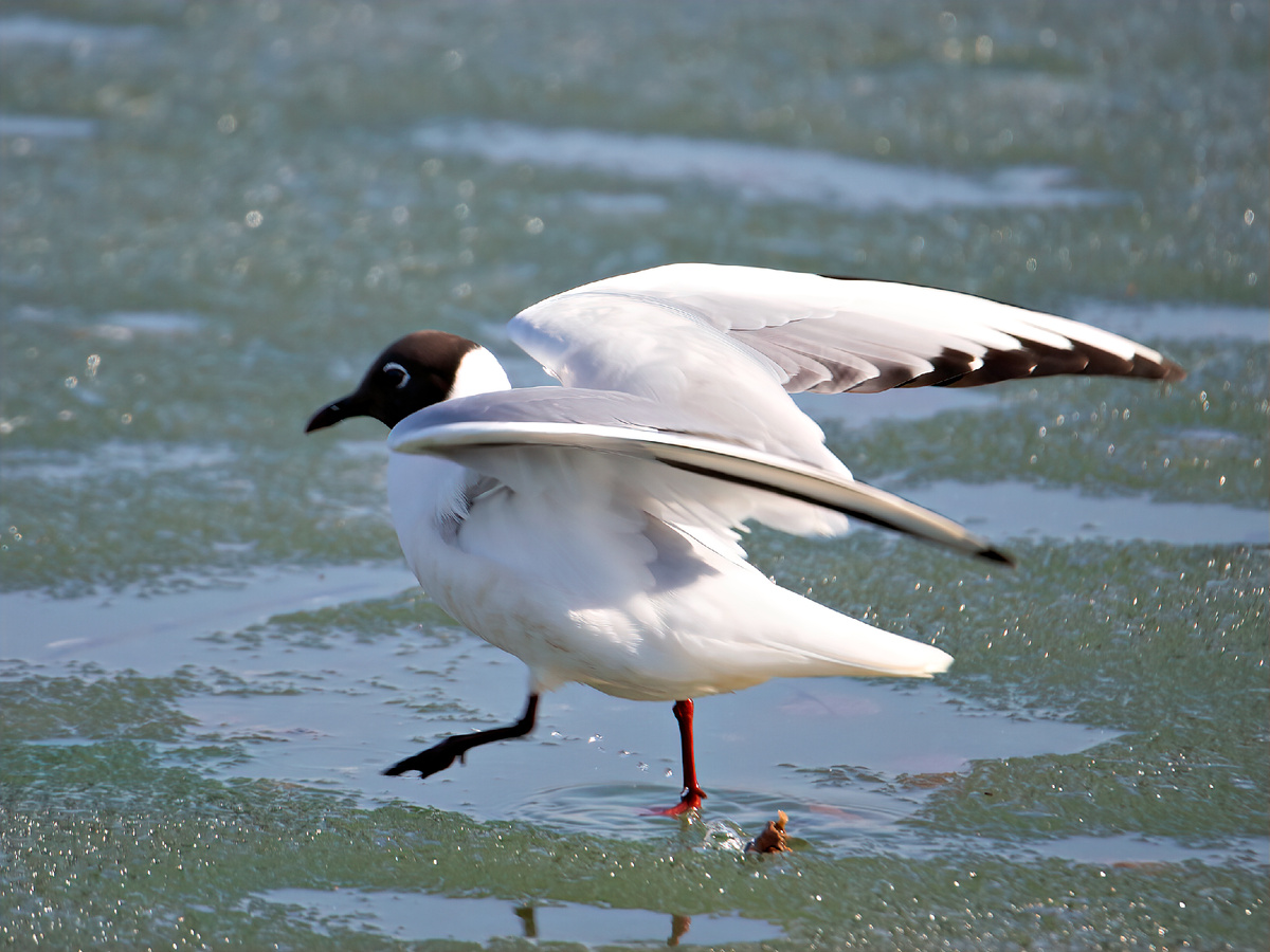 Крачка из семейства чайковых