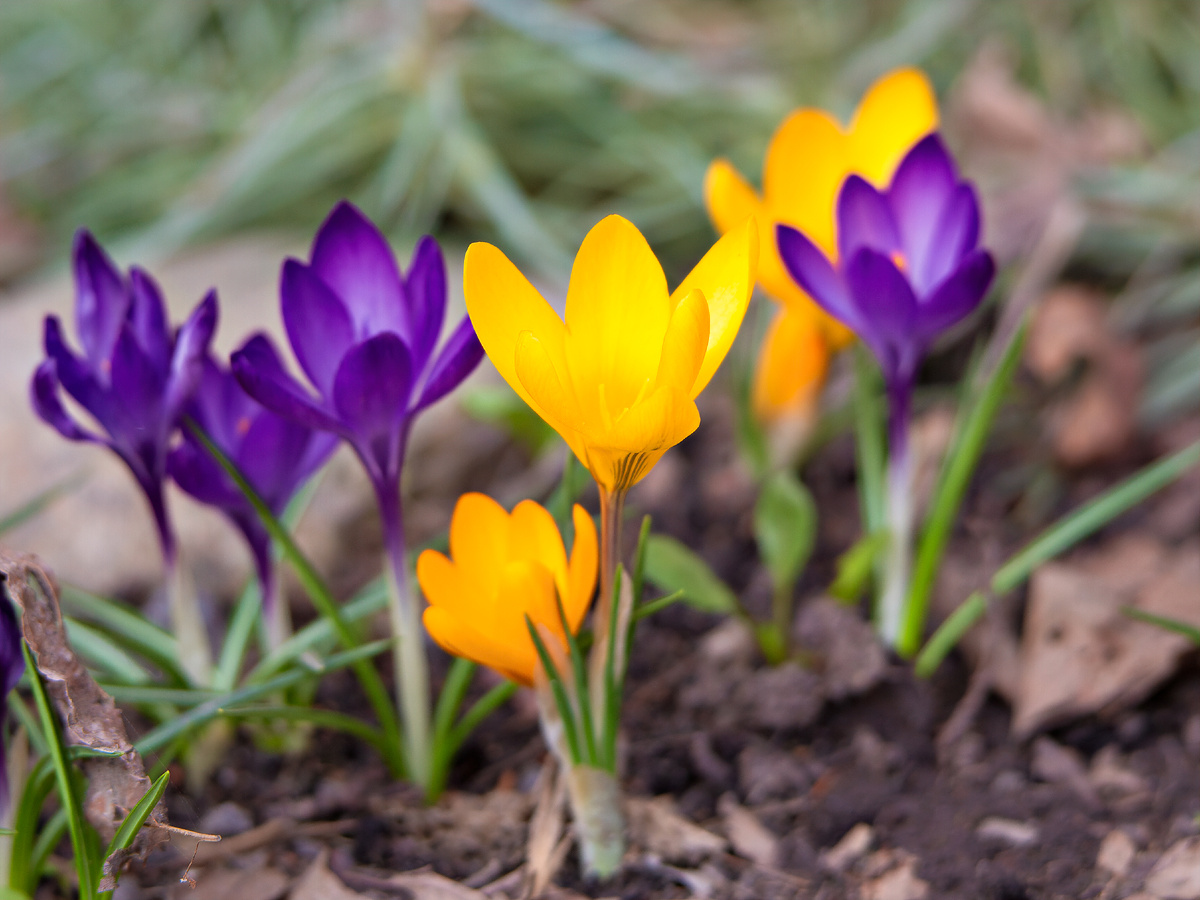 недалеко от парка расцвели крокусы