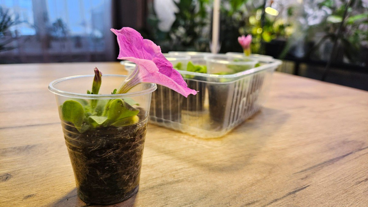 Этой петунии 1 месяц и она выросла из семян