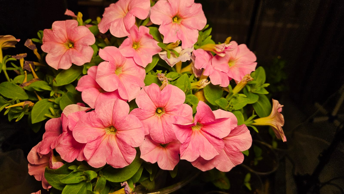 Теперь это петуния выглядит так. Оттенок цвета искажен за счёт освещения