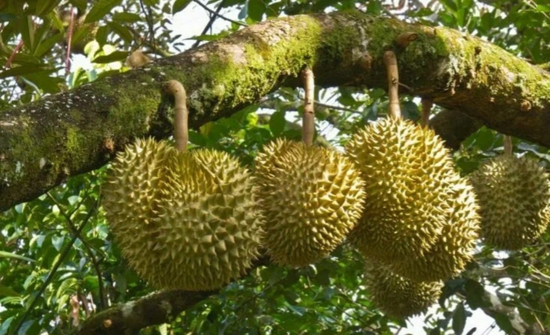 Радуется что смог надурить людишек своим запахом и висит довольный.