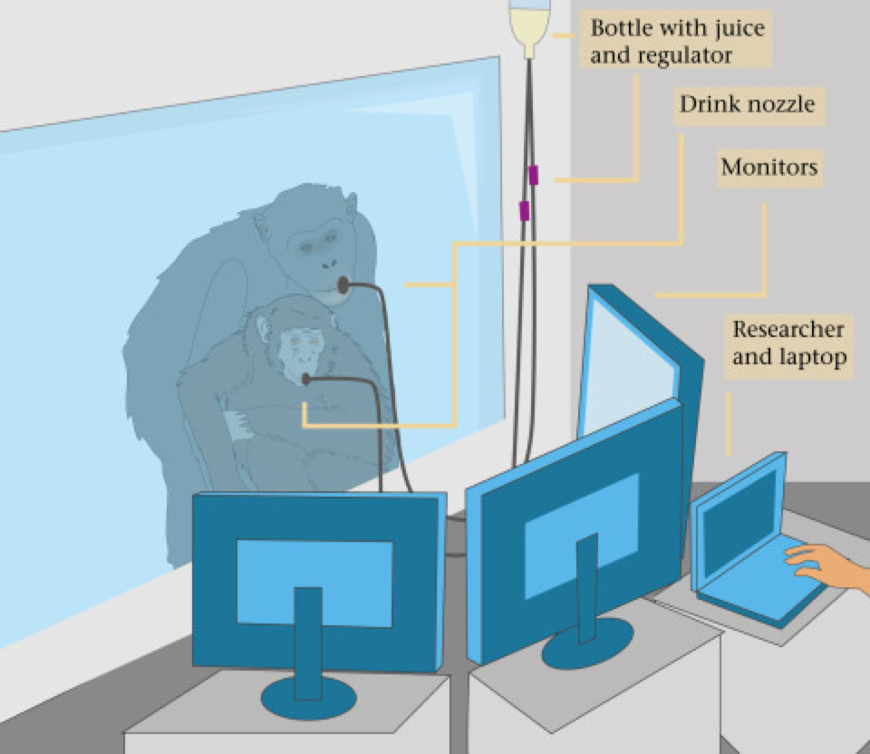   Marie Padberg et al. / Animal Behaviour, 2025