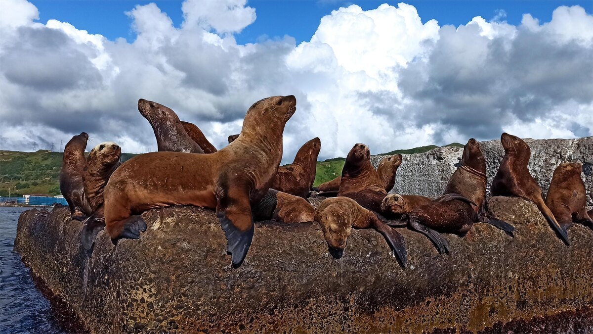 Лежбищем сивучам служит старый брекватер — волнолом, защищающий акваторию порта от разрушительных штормовых волн.