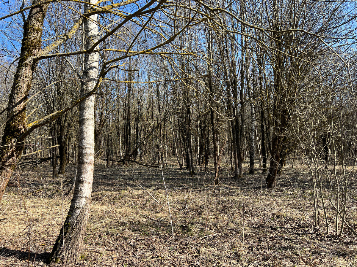 Фото автора. 02.04.25