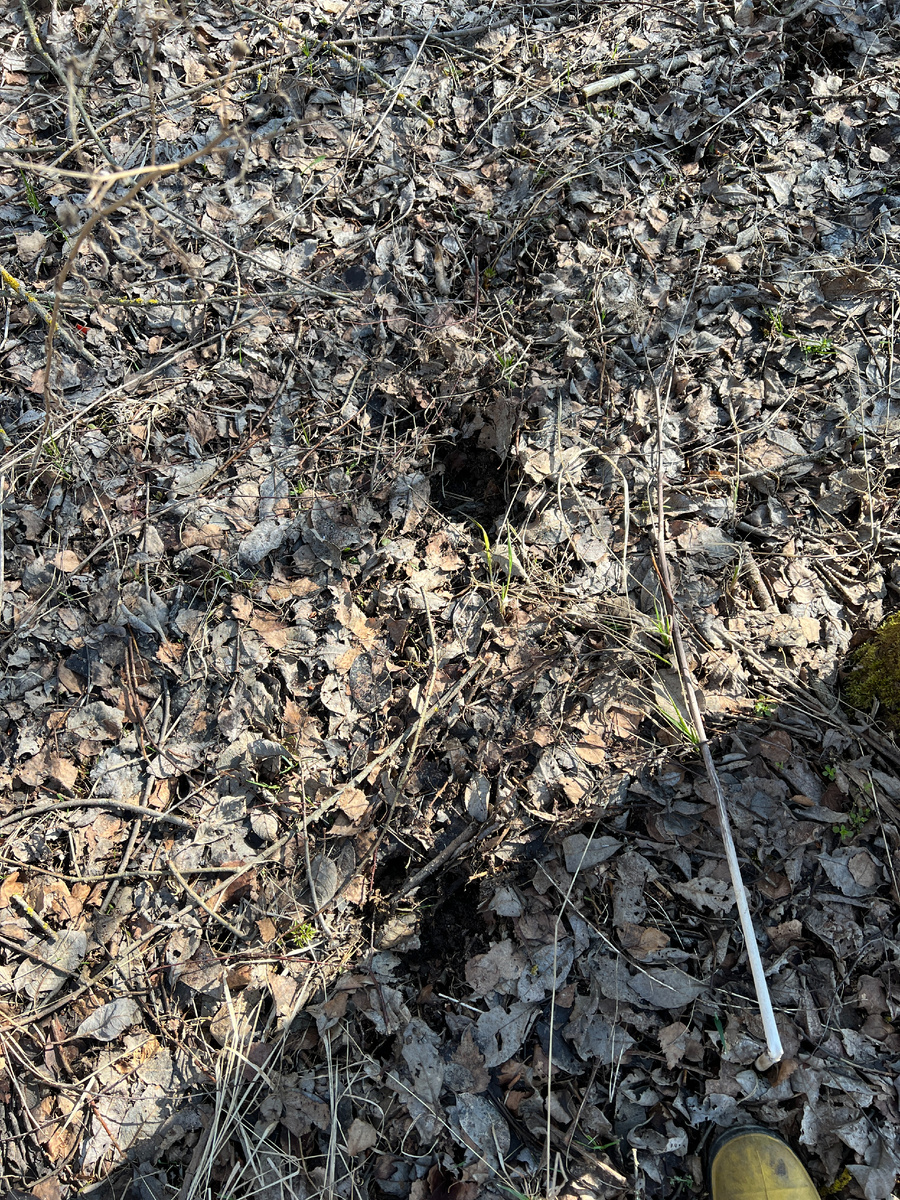 Фото автора. 02.04.25