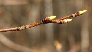 Начало распускания почек. Фото взято из соткрытых источников интерента