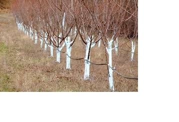 "Голая крона". Фото взято из открытых источников интерента