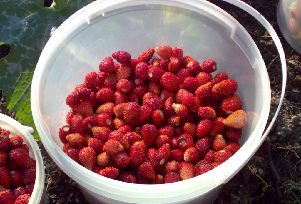 Фото: Яндекс Фото