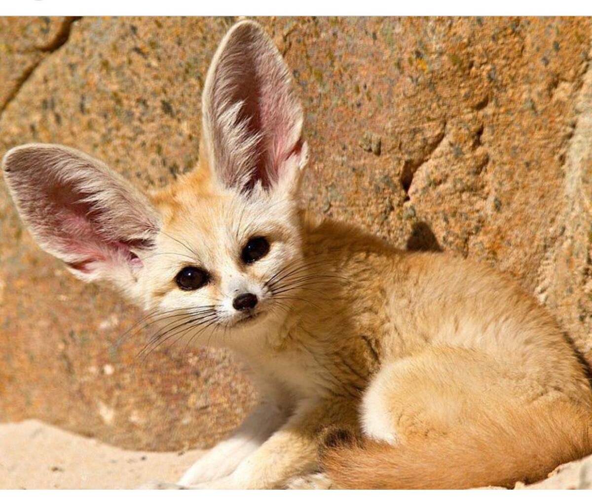 Фенек, если кто вдруг запамятовал. С Пинтрест.