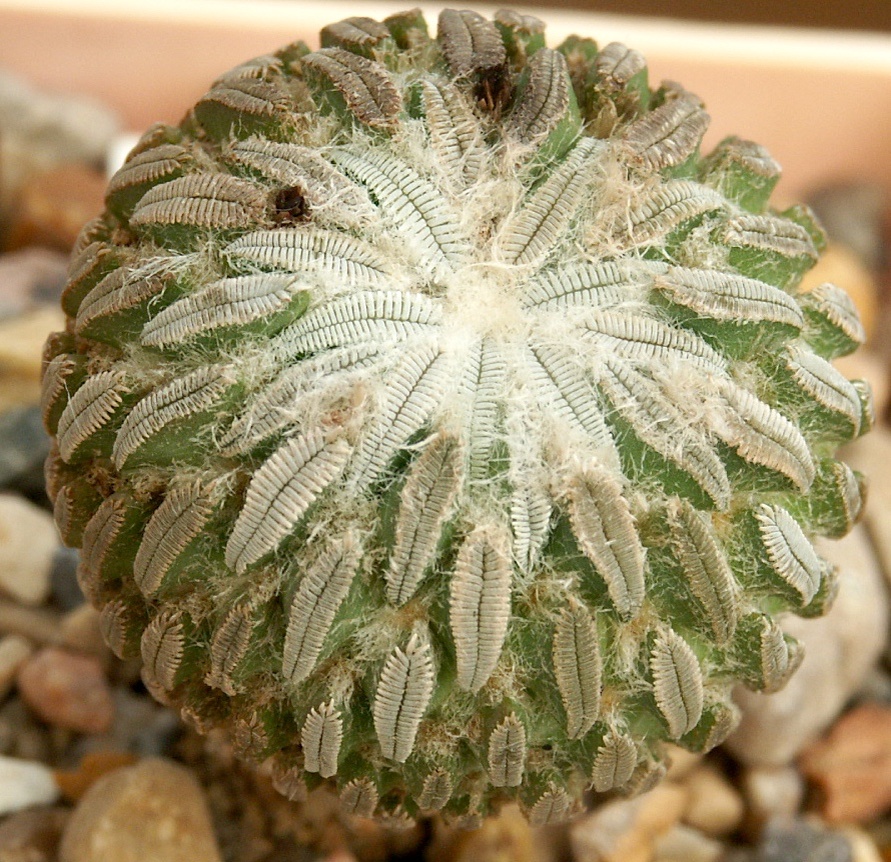 Пелецифора и ее колючки. Из моего фотоархива.