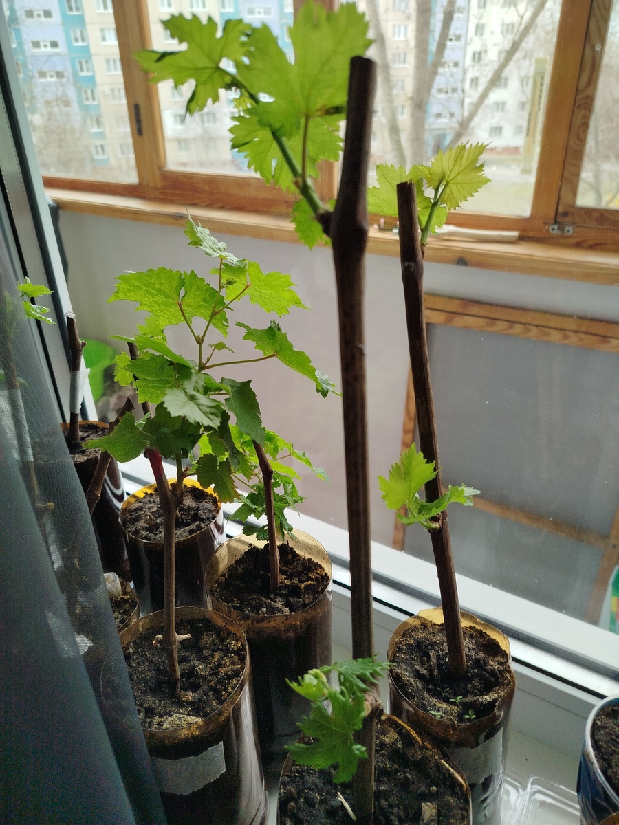 Фото подписчика 