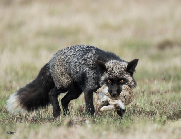 Чернобурый красавец после охоты. Из открытых источников
