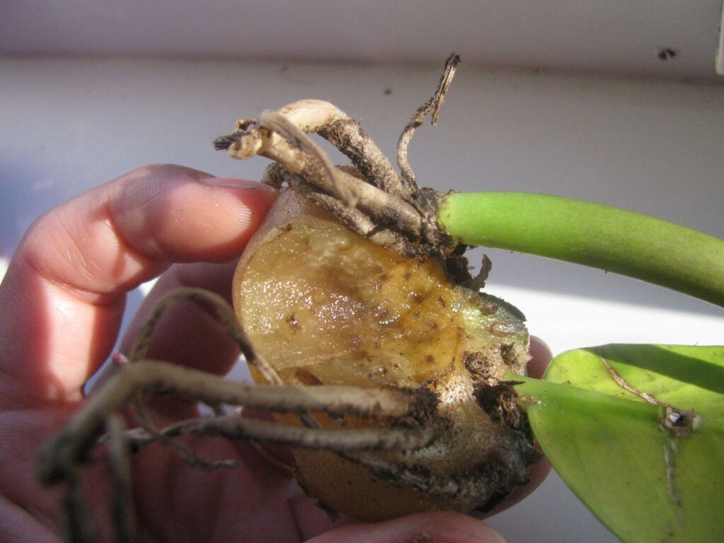 Гниющий замиокулькас. Фото из интернета