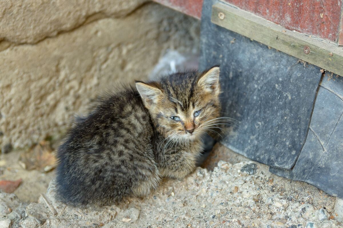 Бродячий котёнок 