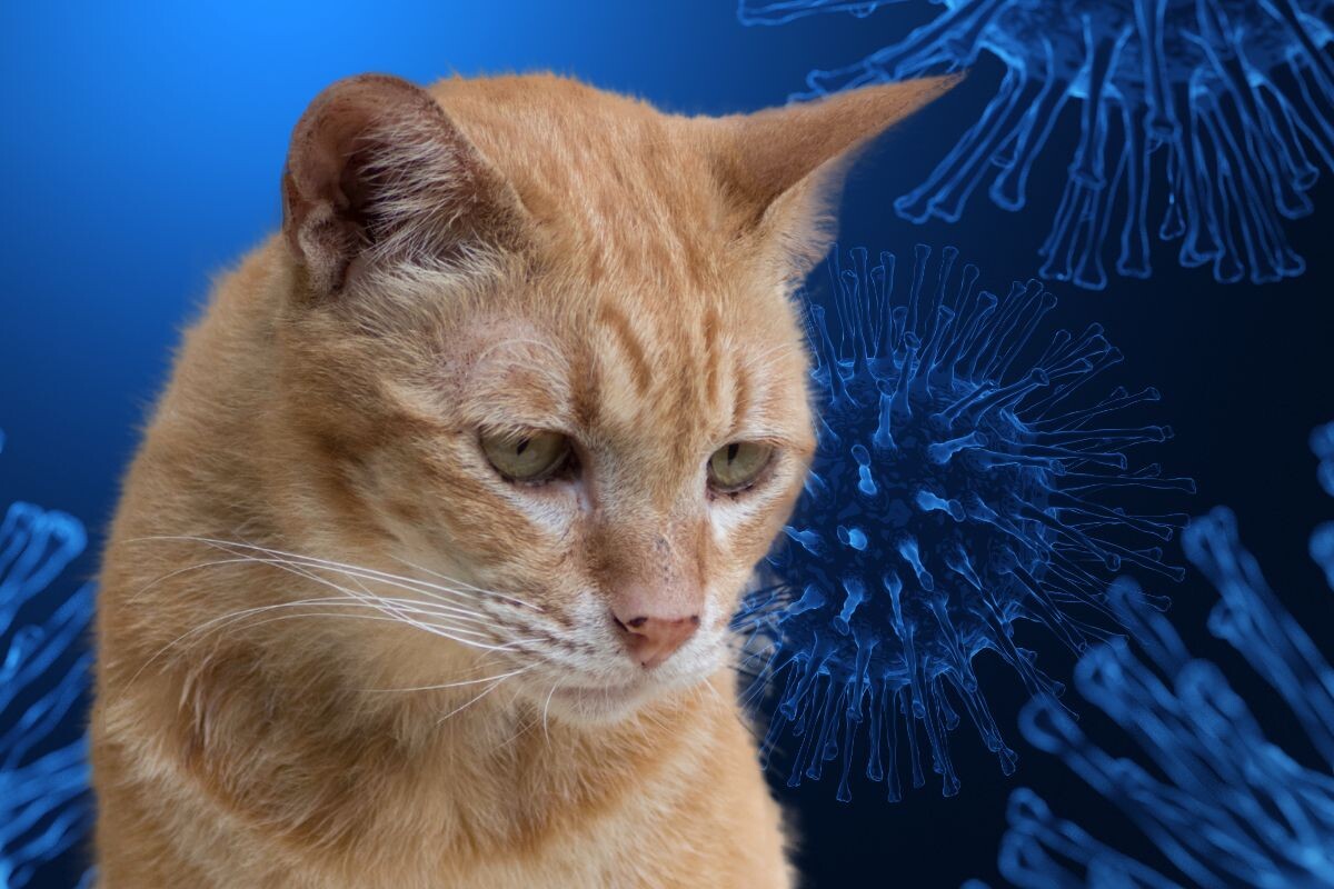 FIV — вирус иммунодефицита кошек