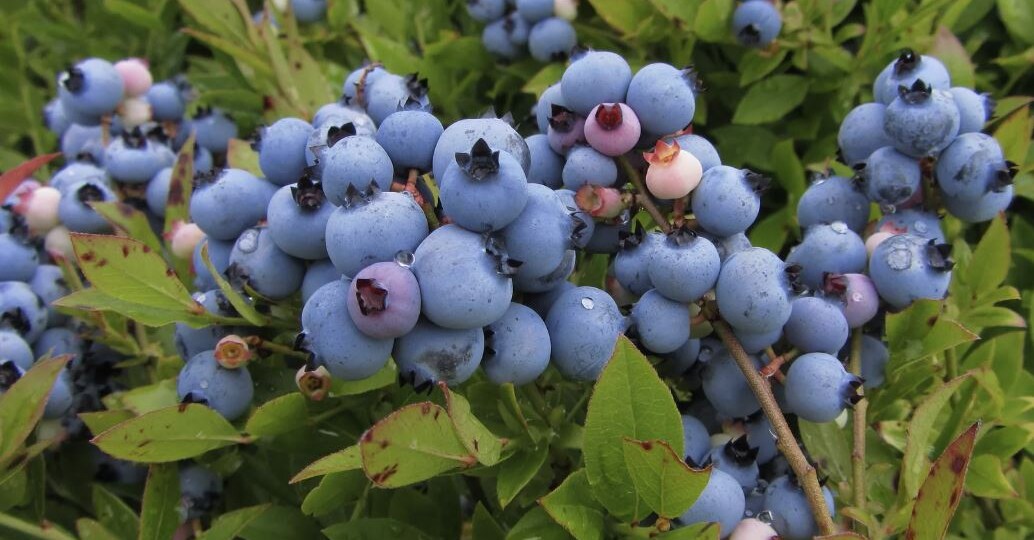 Лучшие сорта голубики для Подмосковья