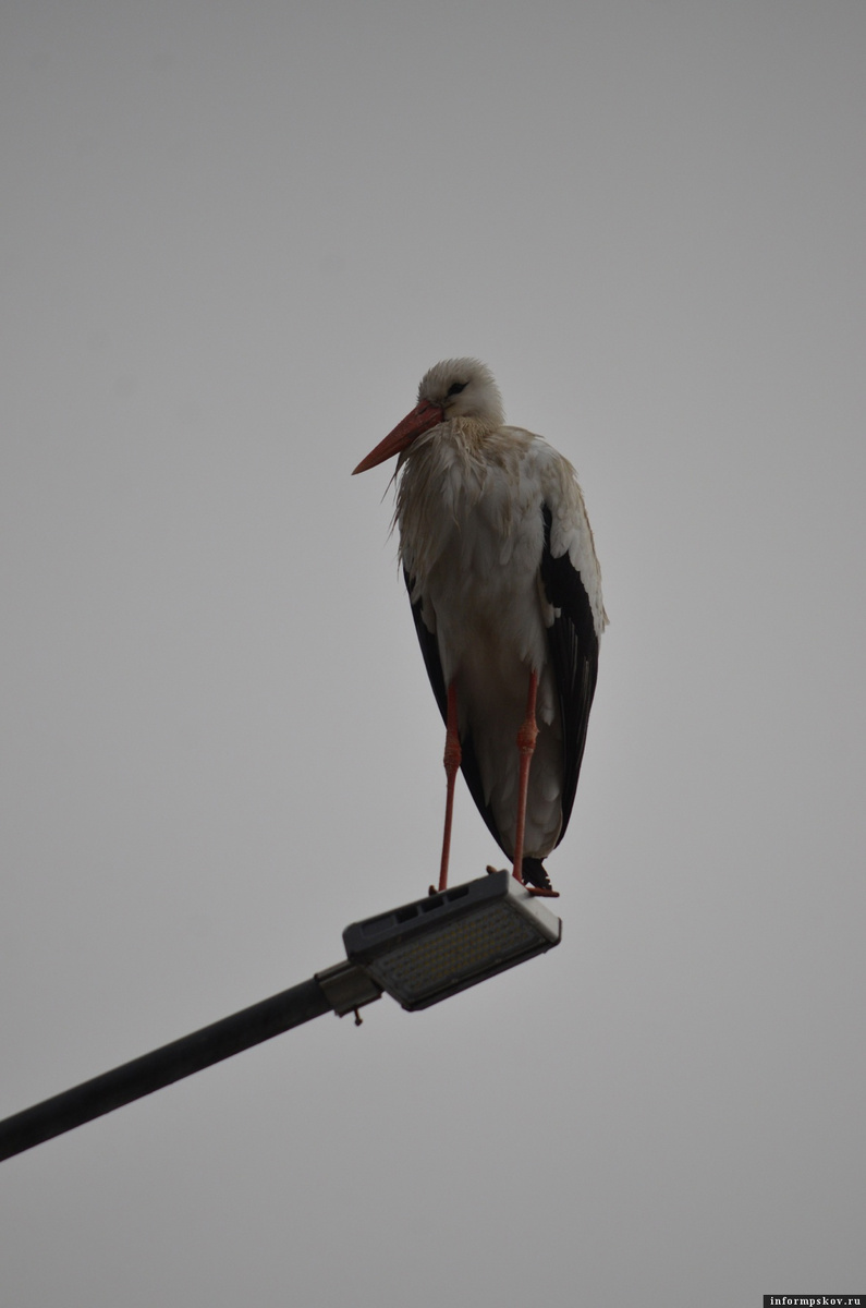 Гусар. Фото Марины Сиденко