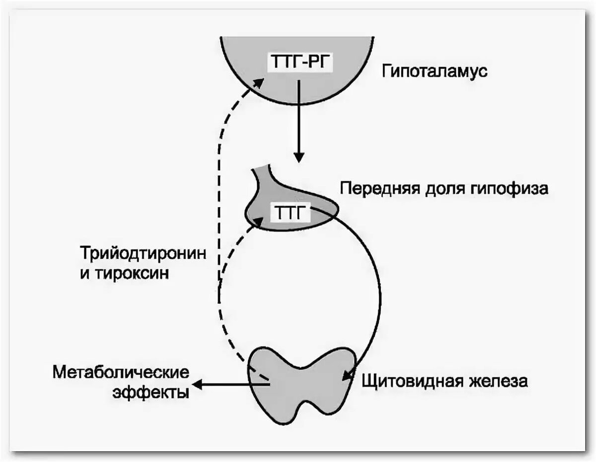 Схема регуляции ТТГ