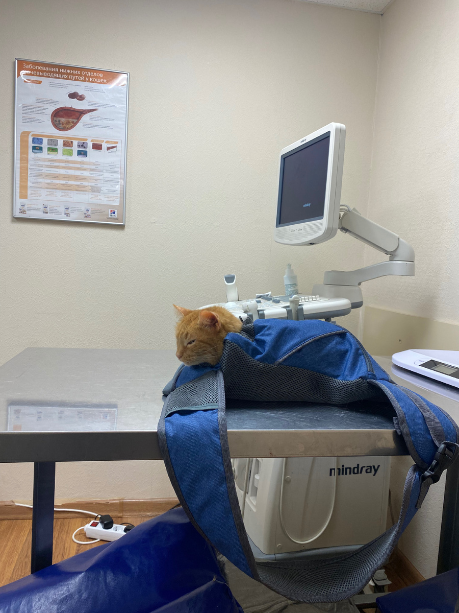 Ветклиника